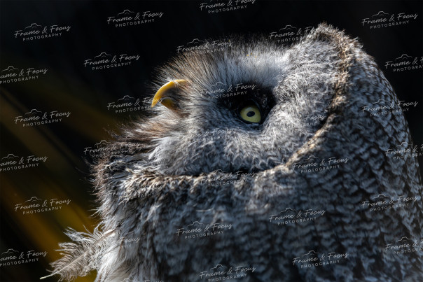 To buy a print or any of the below please click on the images